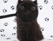 Cat face seen through the magnifying glass