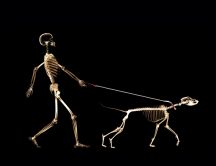 A skeleton walking his dog - Funny HD wallpaper