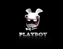 Playboy - crazy bunny