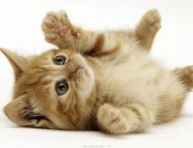 Sweet small kitty - fierce cat