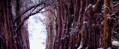 Path through a dense forest - winter HD wallpaper