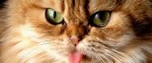 Cat tongue out in pictures - Funny wallpaper