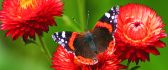 A butterfly on some red peonies HD wallpaper
