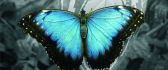 A beautiful butterfly with blue wings