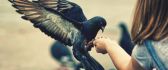 A friendly pigeon sit in a girl's hand