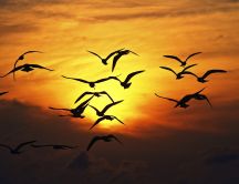 Birds fly in orange light of sunset