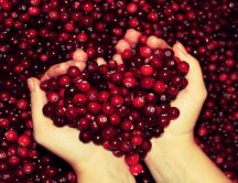 Hundred of cranberries - Valentine's Day
