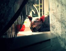 Cat hiding behind the curtain and sleeps