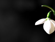 A Snowdrop on a black background - HD wallpaper