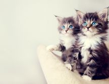 Two little cats - the most beautiful eyes