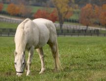 Beautiful white horse on a field