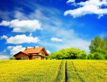 Beautiful yellow field in front of the house