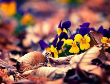 Pansies among the leaves of the trees - HD wallpaper