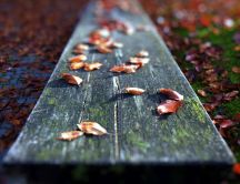 Leaves on a piece of wood in the park - macro