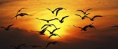 Birds fly in orange light of sunset