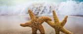 Starfish saves its girlfriend from drowning - Love wallpaper