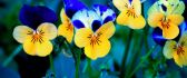 Yellow pansies with blue spots - Spring flowers