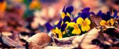 Pansies among the leaves of the trees - HD wallpaper