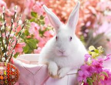 White little rabbit in a basket - Easter HD wallpaper