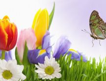 The butterfly and the spring flowers - HD wallpaper