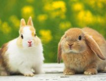 Happy and sad - two rabbits HD wallpaper