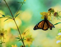 A butterfly hanging from a yellow flower - spring wallpaper