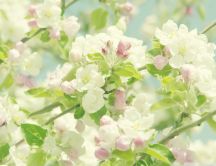 Apple tree in blossom - spring time