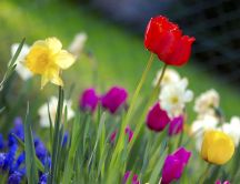 Colorful garden - tulips and daisies