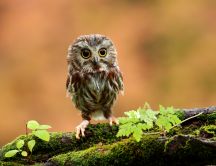 A baby owl sitting on a mound of moss ground