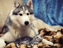 Two friends - a dog and a cat