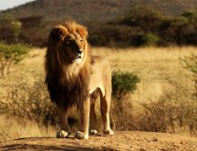 King of the Jungle - beautiful lion