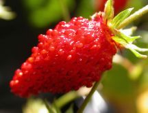 Delicious red strawberry - macro HD wallpaper
