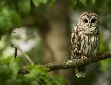 An owl sits on a tree branch - HD wallpaper