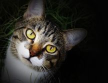 Macro face cat - big yellow eyes