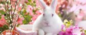 White little rabbit in a basket - Easter HD wallpaper