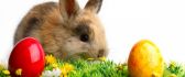 Little brown rabbit - Easter bunny