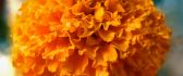 Beautiful big orange flower - macro HD wallpaper