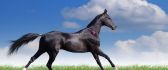 Beautiful black horse running on a green meadow HD wallpaper