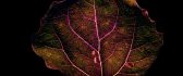 Leaf veins - artistic HD wallpaper