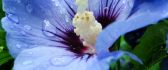Beautiful blue flower in the morning - macro drops of water