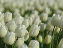 Beautiful garden full of white tulips - HD wallpaper