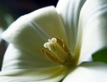 Inside of a white flower - macro HD wallpaper