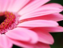 Macro pink gerbera petals