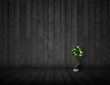 A small tree blooming in a pot HD wallpaper