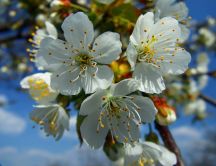 Apple blossom - spring time