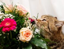 Sweet cat eating flowers