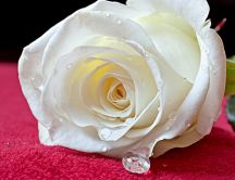 Macro - white rose - story love