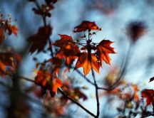 Autumn leaves - nature colors