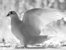 Beautiful white dove of peace - HD wallpaper