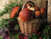 A basket filled with forest mushrooms